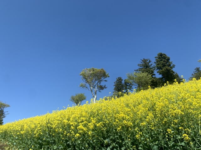 星が綺麗　条件　天体観測