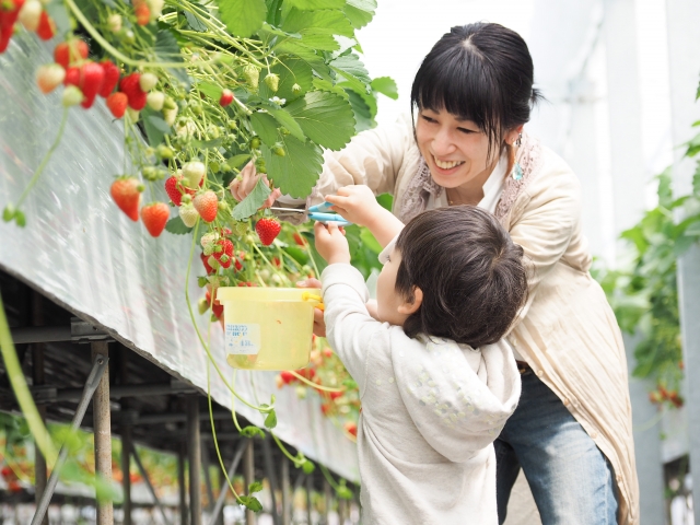 愛知県　いちご狩り　子連れ